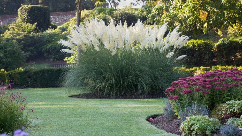 Moderní zahrada - okrasné rostiny