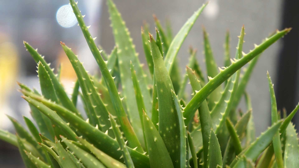 Aloevera